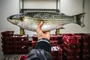 fish egg sack|Mullet Roe: Don’t Throw Out This Special Delicacy!.